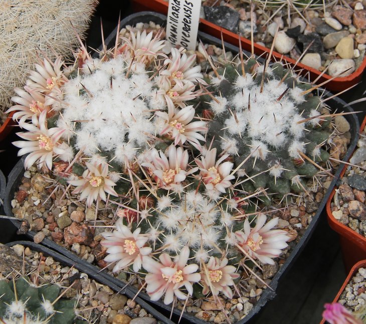 Mammillaria rioverdensis