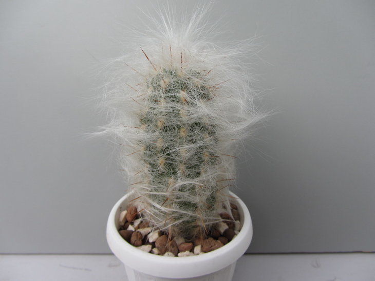 Oreocereus trollii