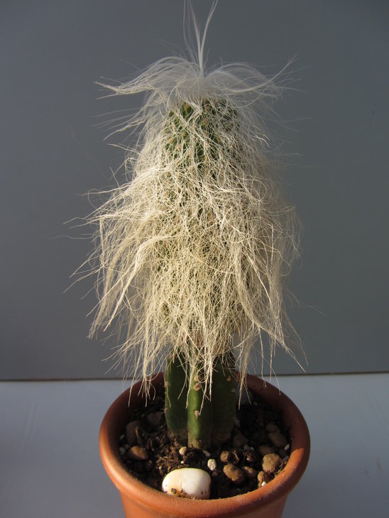 Cephalocereus senilis