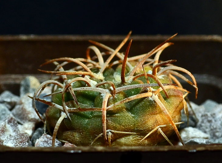 Gymnocalycium coloradense VS809 Los Colorados