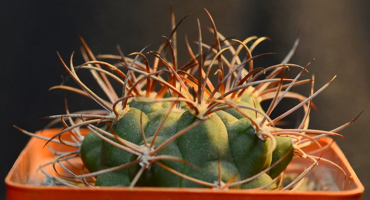 Gymnocalycium saglione