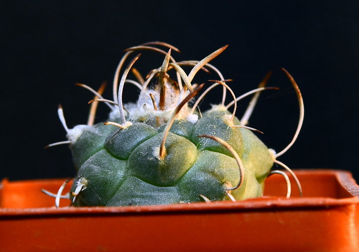 Turbinicarpus klinkerianus