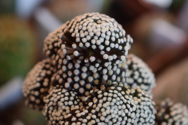 Mammillaria luethyi