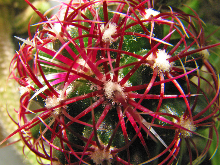 Thelocactus bicolor