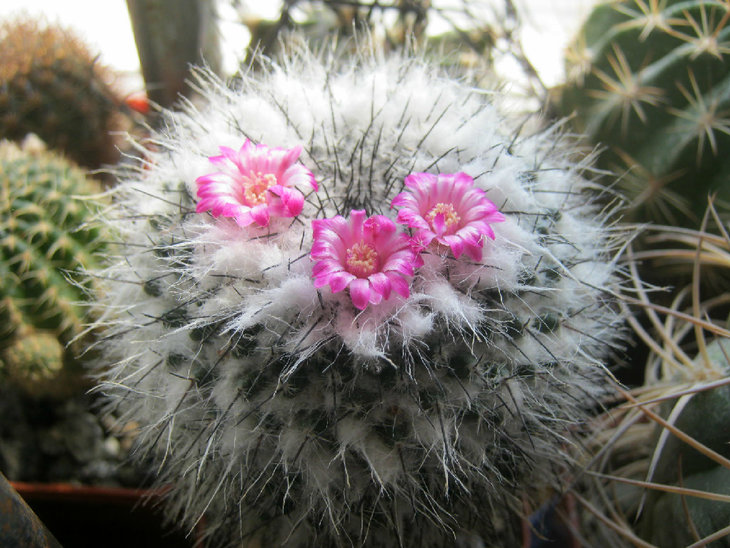 Mammillaria bravoae
