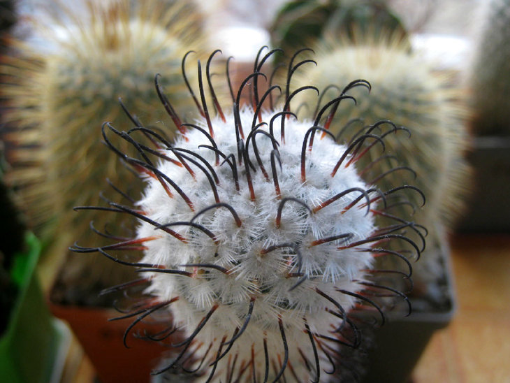 Mammillaria perezdelarosae