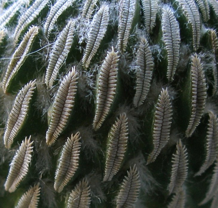 Pelecyphora aselliformis