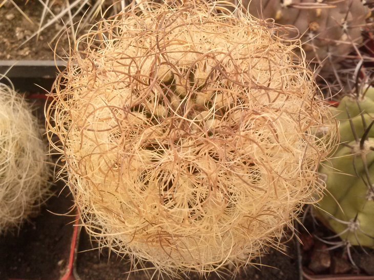 Neoporteria sp Lamellin