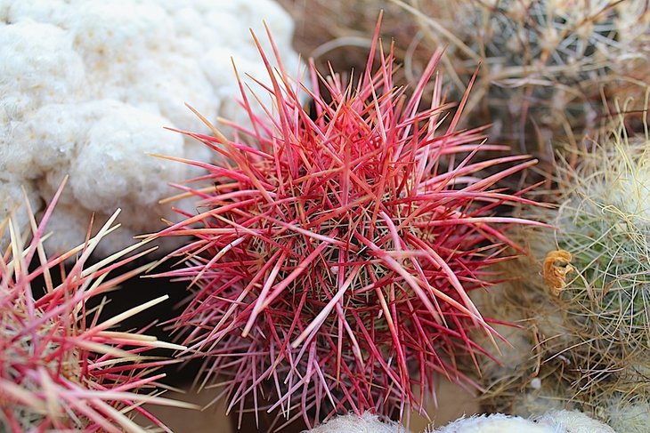 Еchinomastus johnsonii