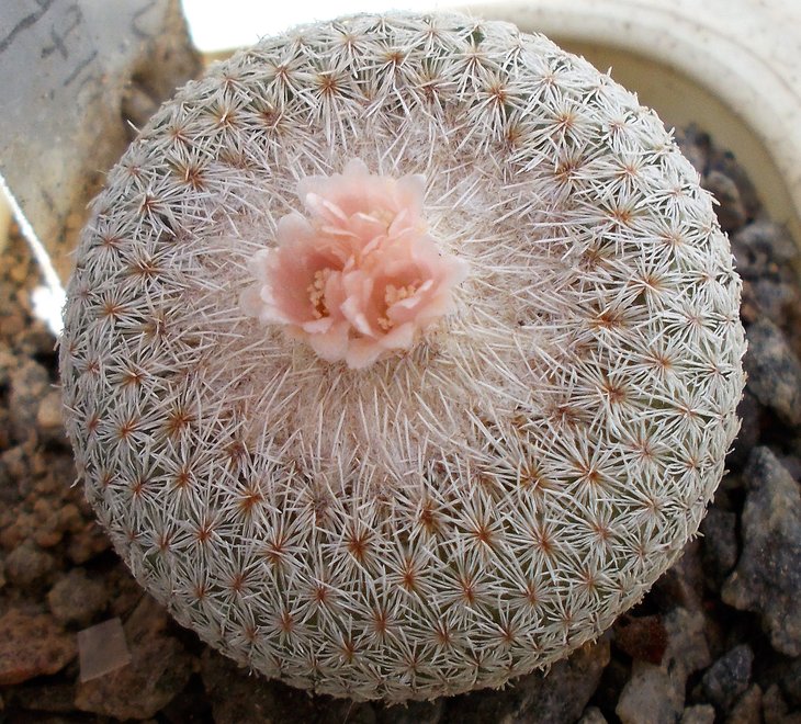 Epithelantha neomexicana
