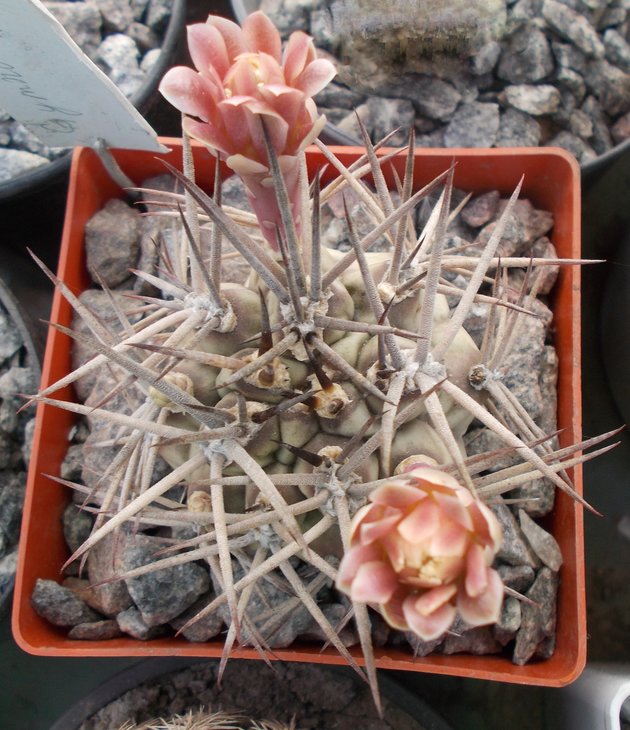 Gymnocalycium schickendantzii