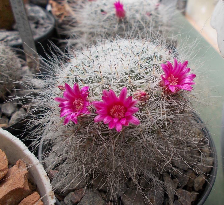 Mammillaria hahniana