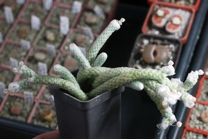Avonia albissima