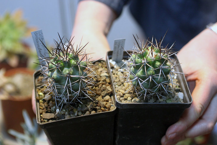 Copiapoa coquimbana