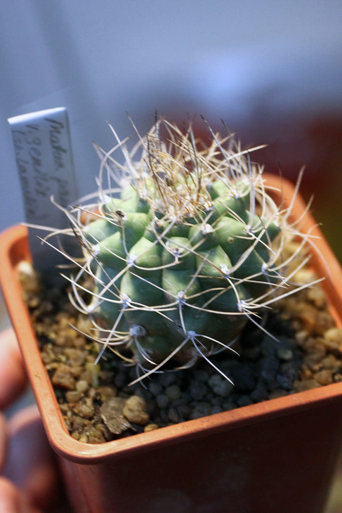 Matucana paucicostata v. geminis (Lamelin)