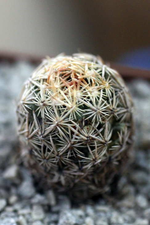 Neolloydia minima