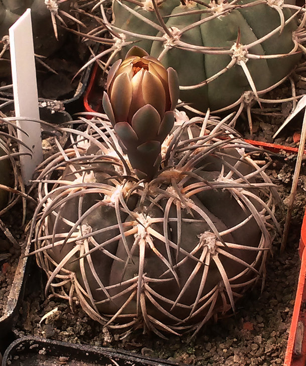 Gymnocalycium spegazzinii var major