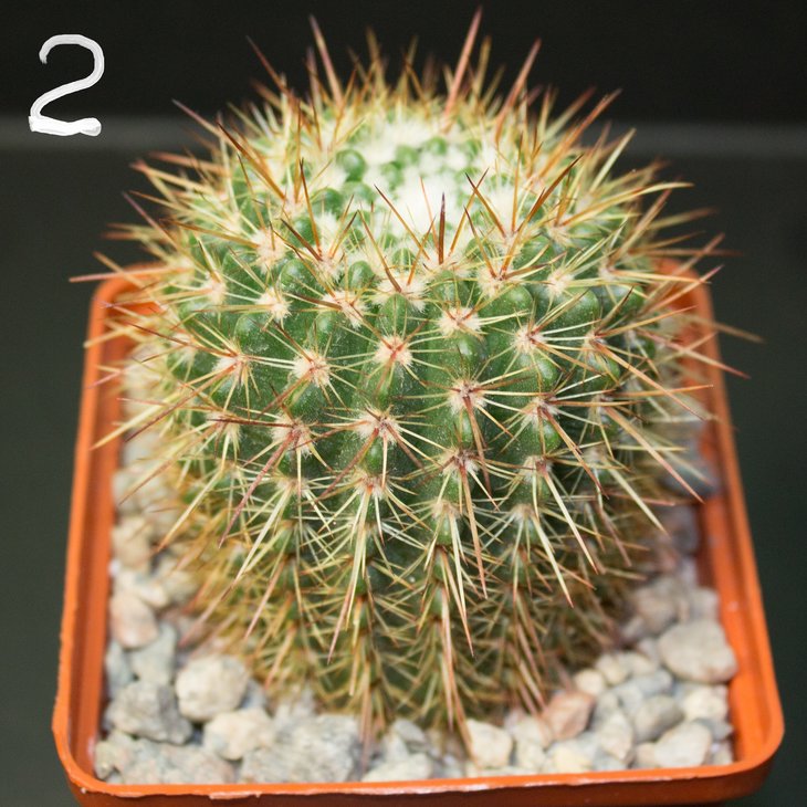 Notocactus tabularis?