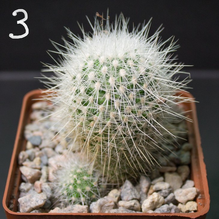 Thelocactus macdowellii?