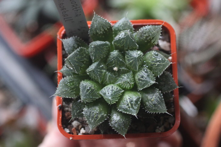 Haworthia cv. Mirror Ball