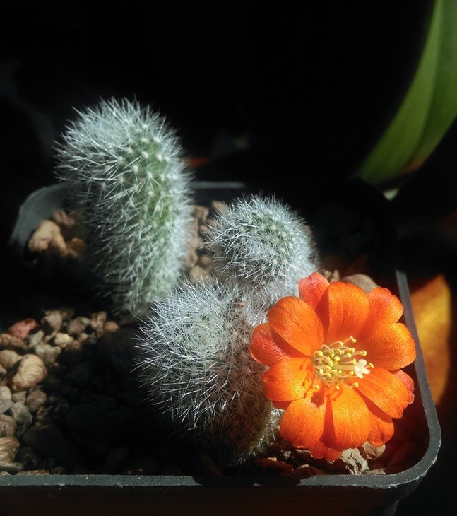 Aylostera albipilosa RH 1014.jpg