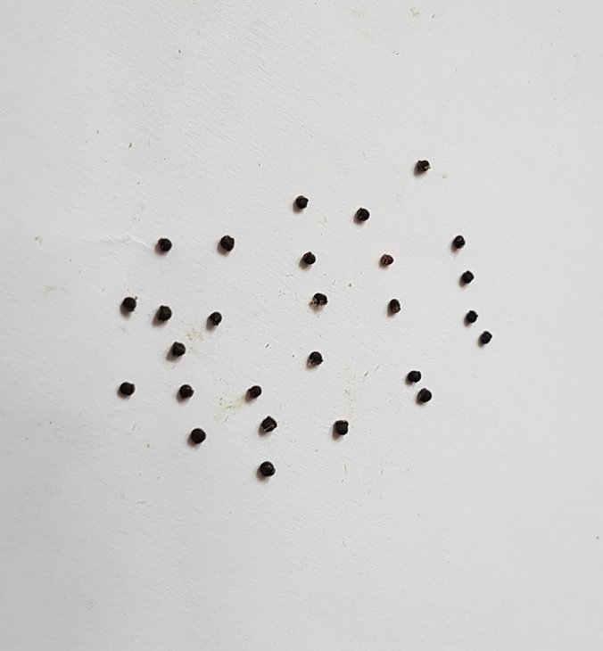 M.bertholdii seeds
