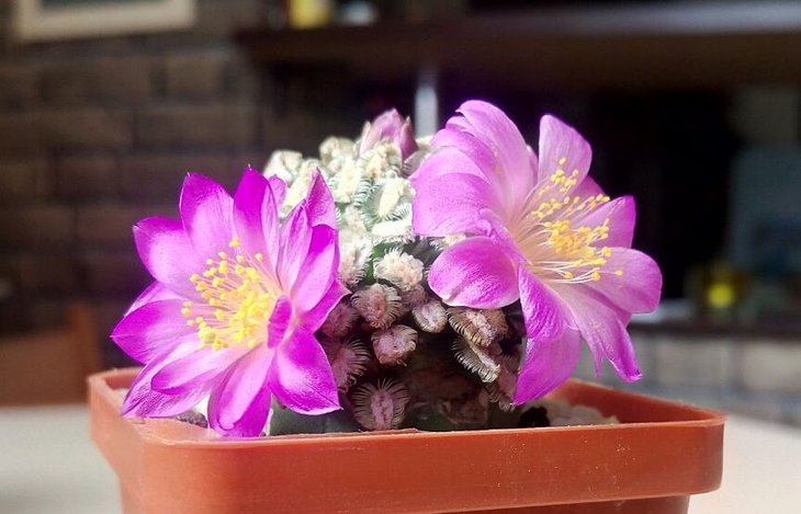 M.bertholdii (2).jpg