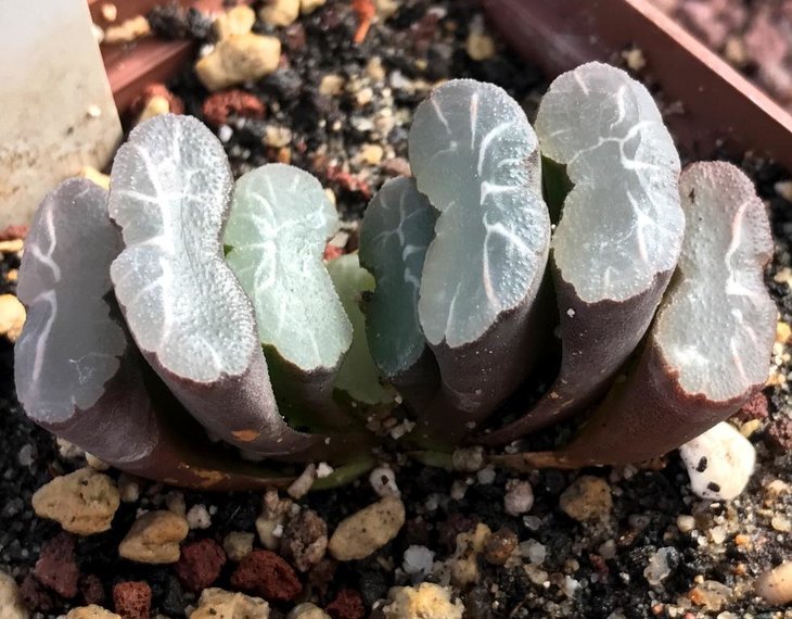 H. truncata