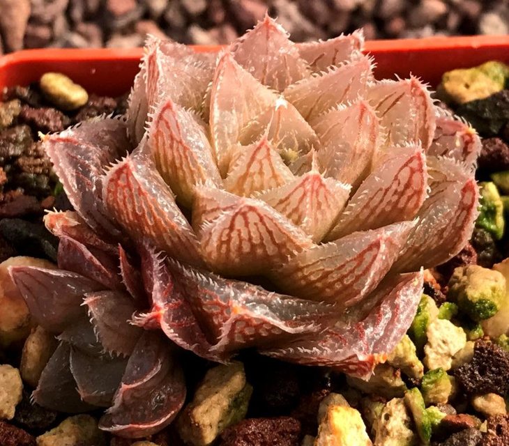 H. pygmaea x H. cooperi