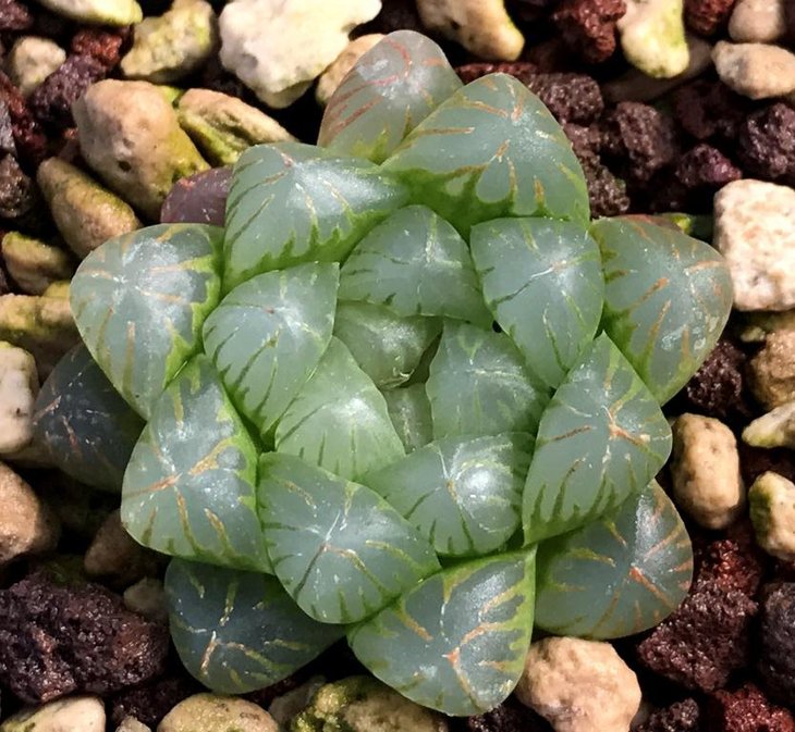 H. cooperi var. truncata