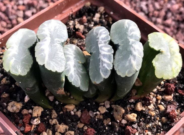 H. truncata