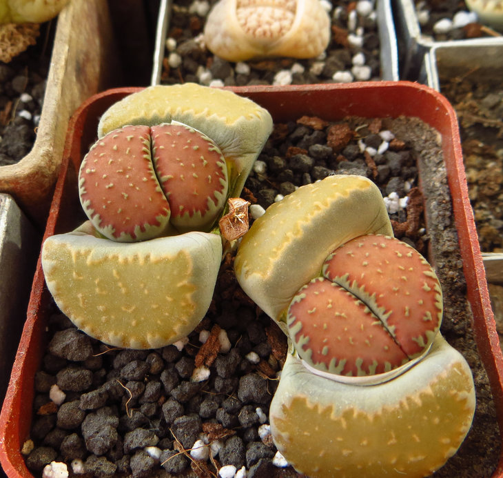 villetii ssp. kennedyi