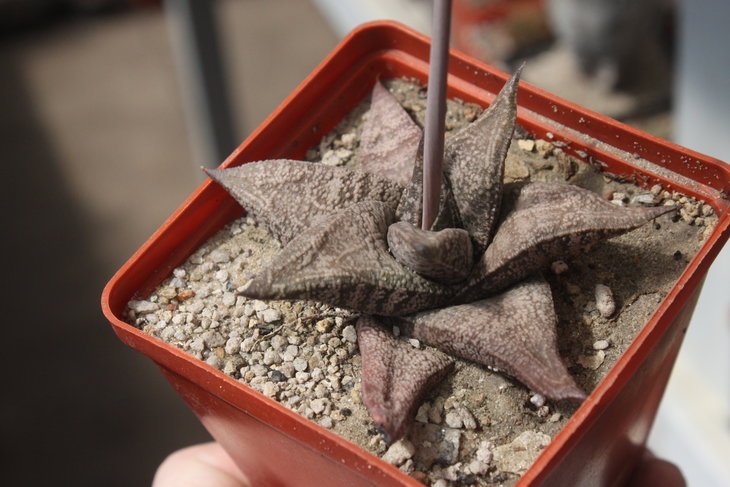 Gasteria ellaphieae