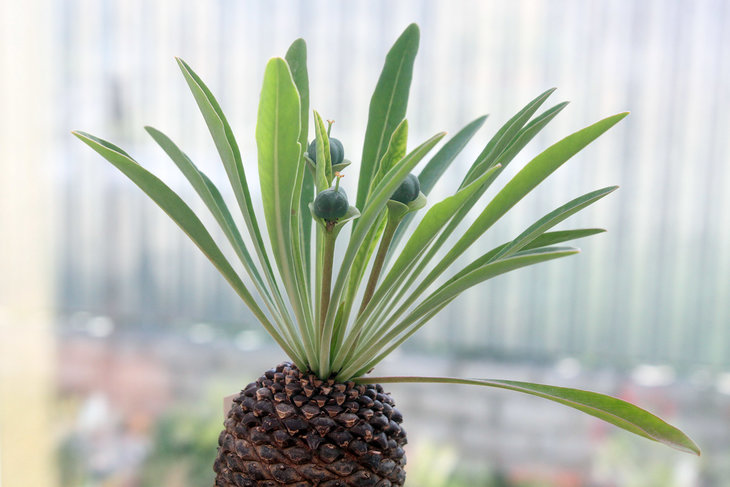Euphorbia bupleurifolia (2014 год)