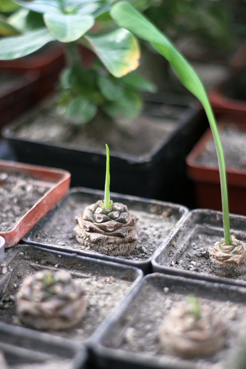 Euphorbia bupleurifolia - пробуждение после зимовки