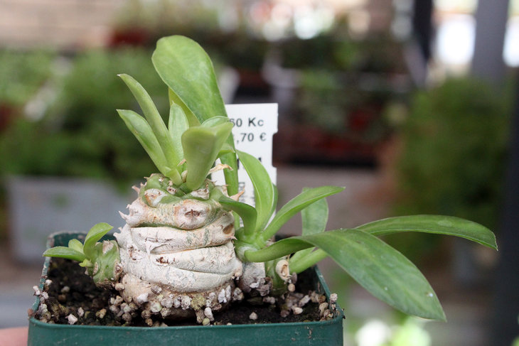 Euphorbia poissonii