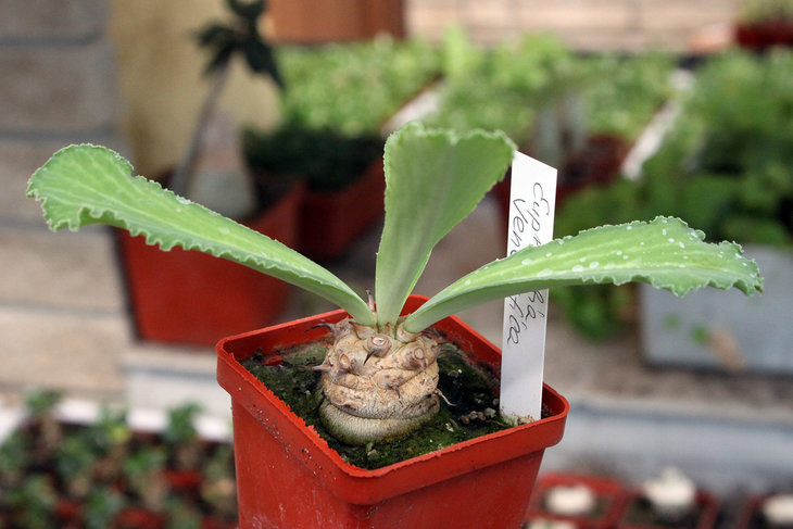 Euphorbia venenifica