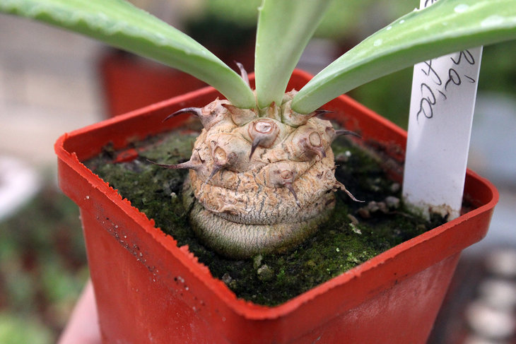 Euphorbia venenifica
