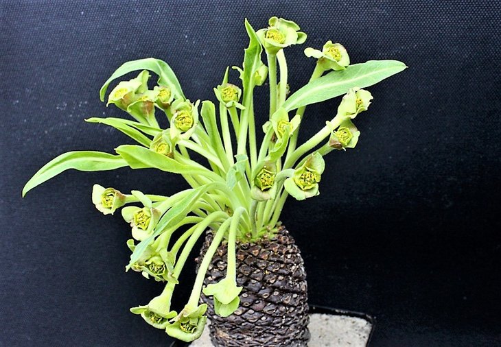euphorbia bupleurifolia