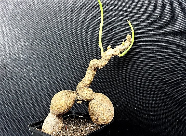 euphorbia maritae