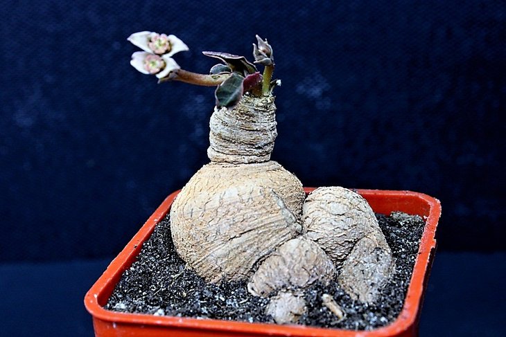 euphorbia moratii