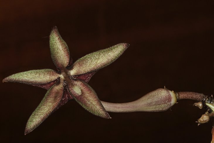 Bruce Brethauer - Ceropegia cimiciodora, flower A.jpg