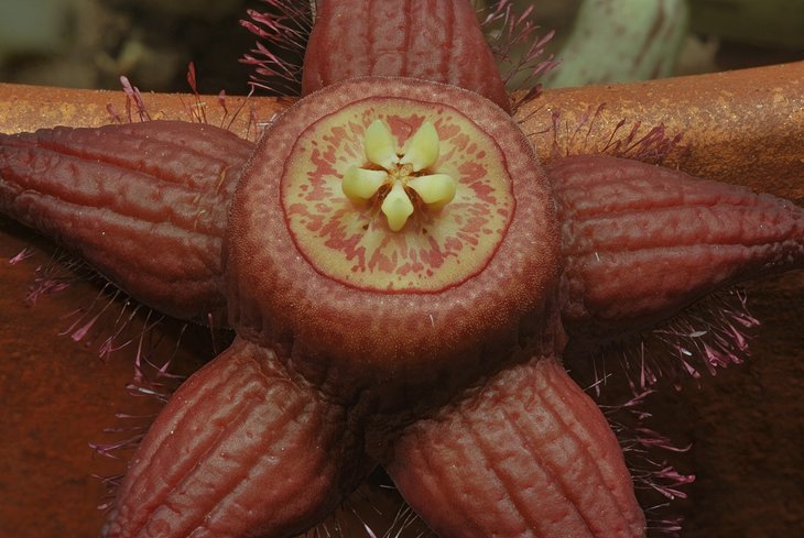 Bruce Brethauer - Duvalia sulcata v seminuda (Saudi Arabia), flower.jpg