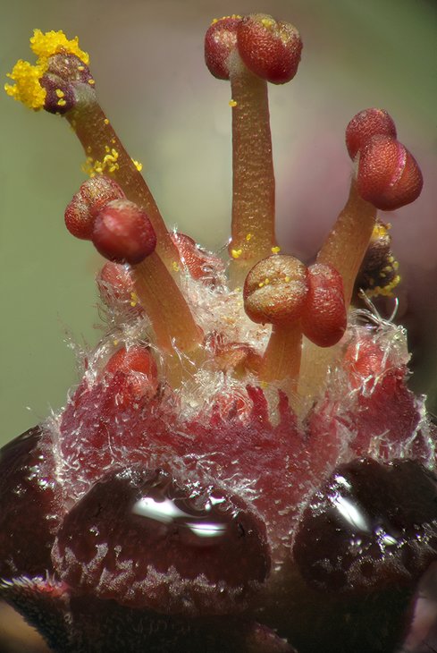 Bruce Brethauer - Euphorbia anoplia, cyathium.jpg
