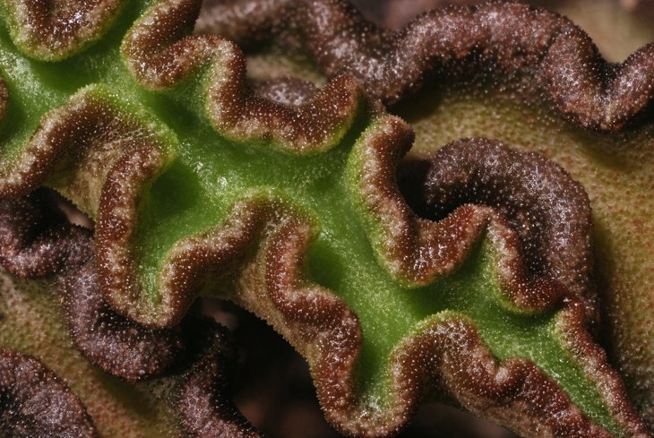 Bruce Brethauer - Euphorbia decaryi v spirosticha, leaves.jpg