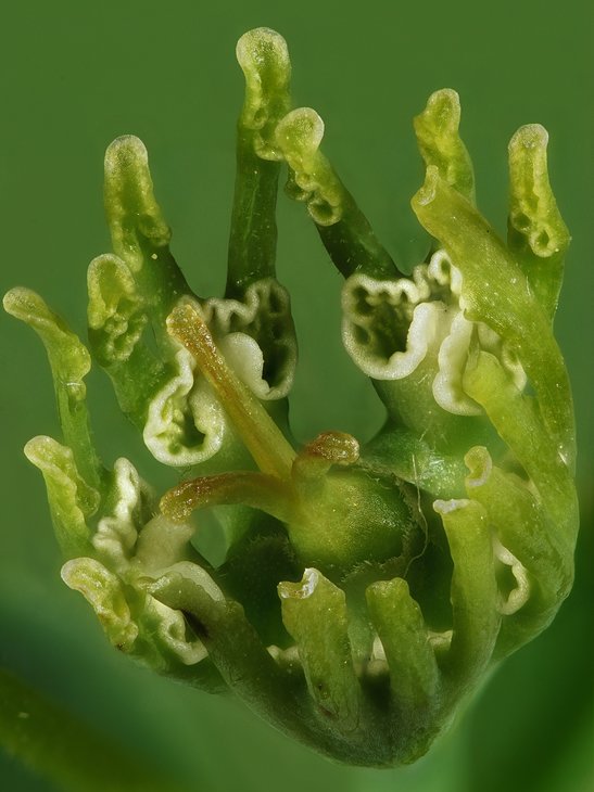 Bruce Brethauer - Euphorbia globosa, cyathia.jpg