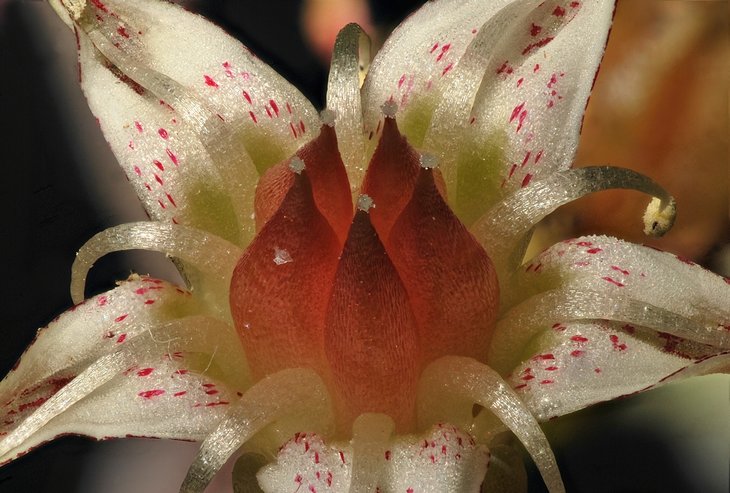 Bruce Brethauer - Graptopetalum aff paraguayense, flower.jpg