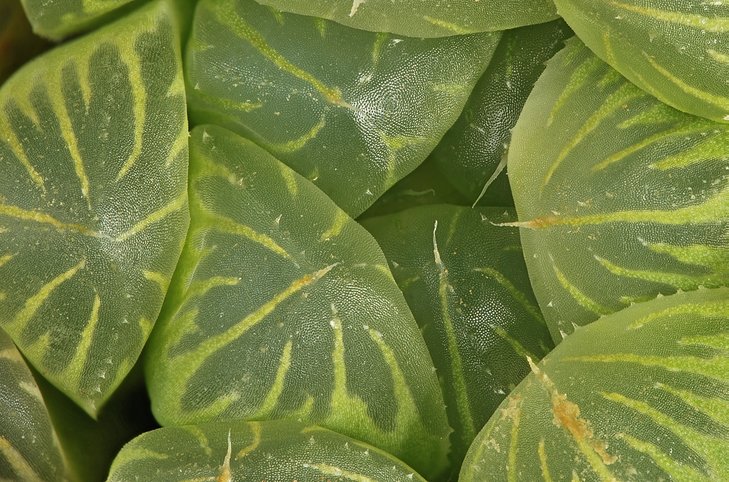 Bruce Brethauer - Haworthia cooperi v truncata.jpg