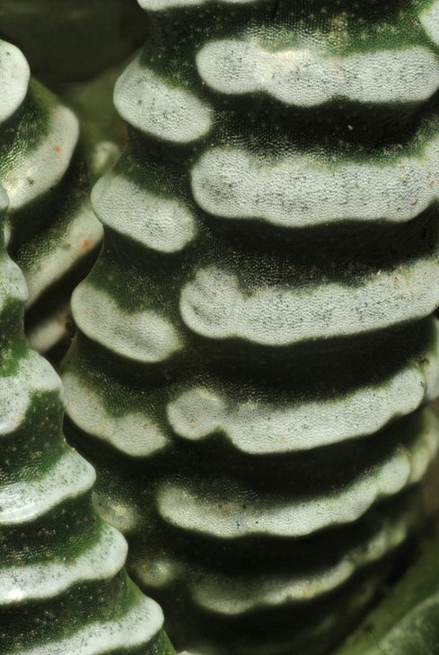 Bruce Brethauer - Haworthia reinwardtii HA630, leaf detail.jpg