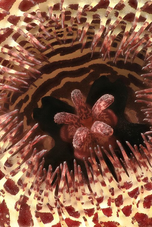 Bruce Brethauer - Huernia erinaceae, flower detail.jpg